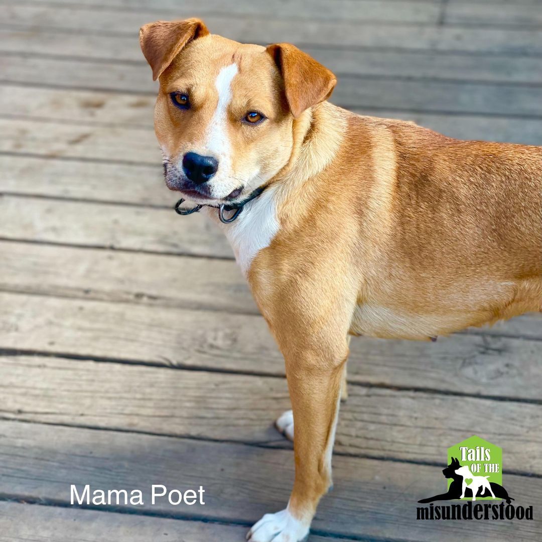 Mama Poet, an adoptable Chihuahua, Jack Russell Terrier in Calgary, AB, T2A 6G9 | Photo Image 2