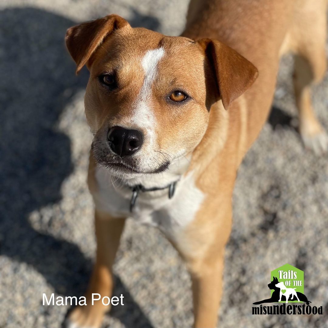Mama Poet, an adoptable Chihuahua, Jack Russell Terrier in Calgary, AB, T2A 6G9 | Photo Image 3