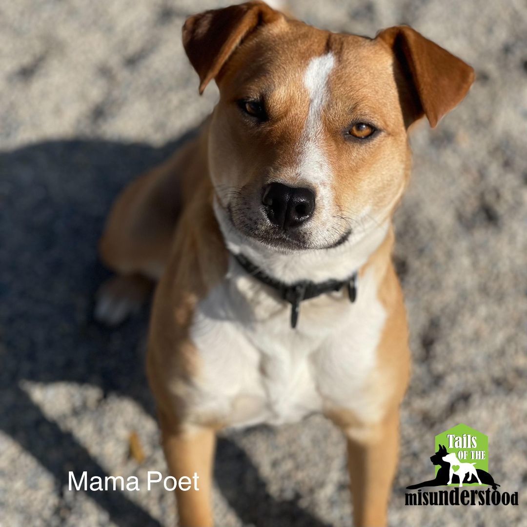 Mama Poet, an adoptable Chihuahua, Jack Russell Terrier in Calgary, AB, T2A 6G9 | Photo Image 4