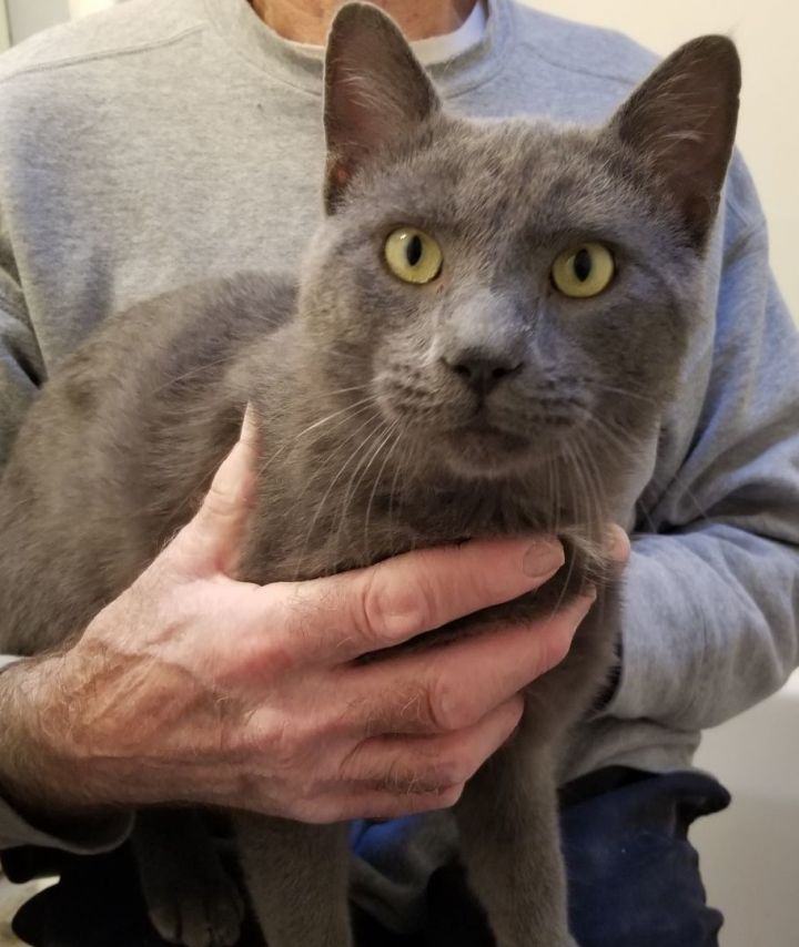 Petfinder russian blue cheap