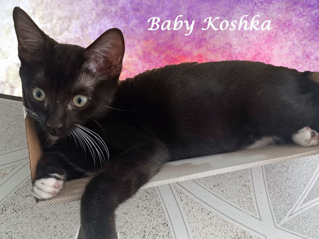 KOSHKA (adopt w/Earl)