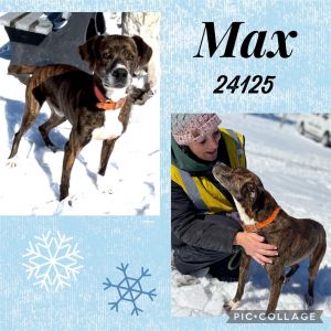 Max here I am a derpy strong boy who loves being in the yard chasing squirrels I loved most of