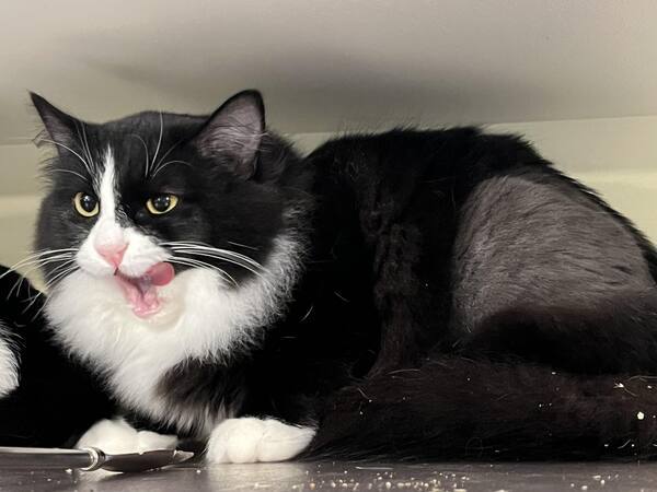 Cat for adoption - Virginia, a Domestic Short Hair Mix in SaltSpring  Island, BC