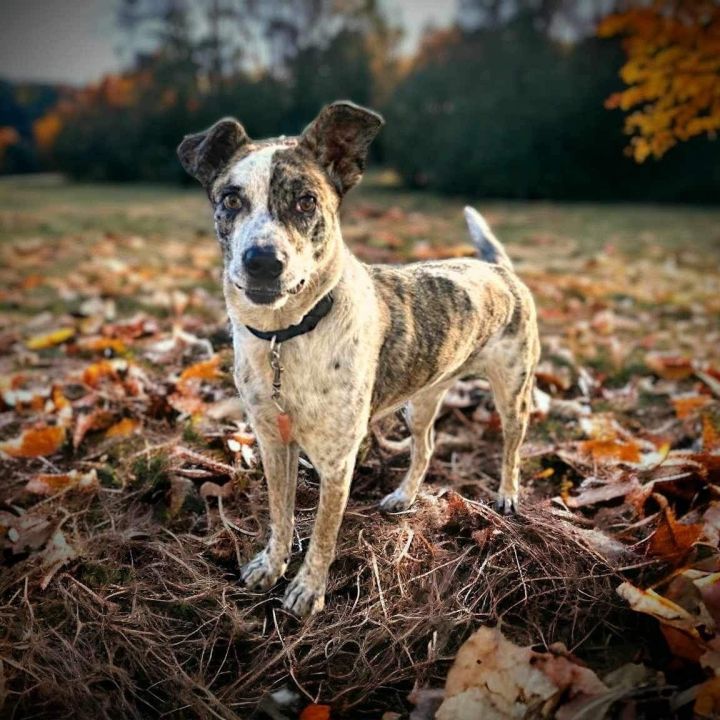 Ditch , an adoptable Catahoula Leopard Dog Mix in Springfield, MO_image-3