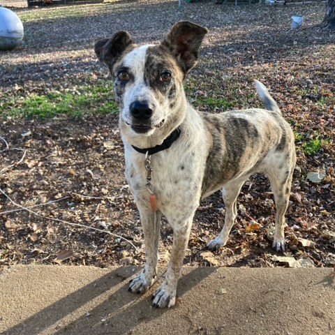 Ditch , an adoptable Catahoula Leopard Dog Mix in Springfield, MO_image-1