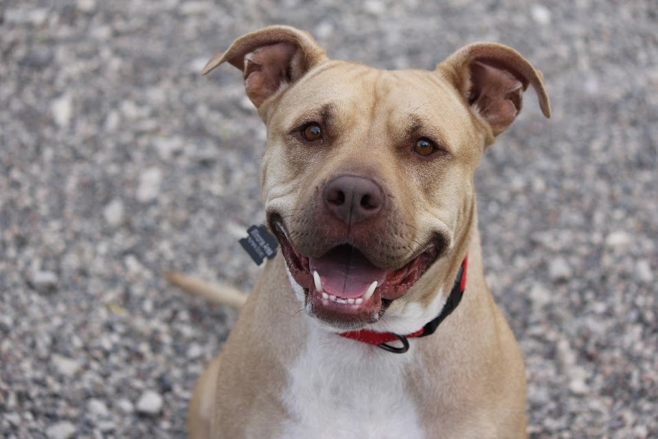 Olive, an adoptable Pit Bull Terrier in Winona, MN, 55987 | Photo Image 1
