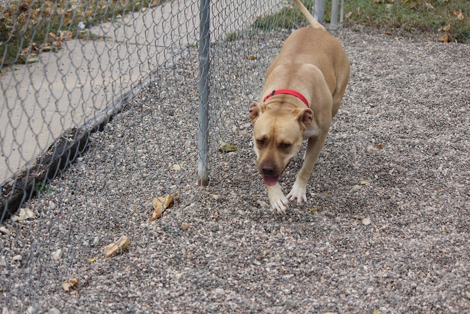 Olive, an adoptable Pit Bull Terrier in Winona, MN, 55987 | Photo Image 2