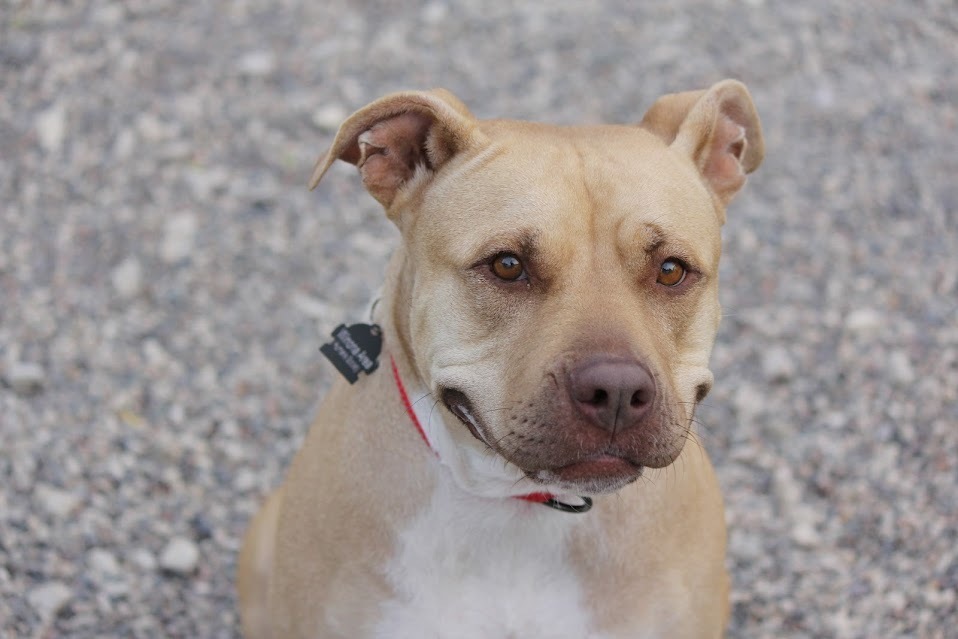 Olive, an adoptable Pit Bull Terrier in Winona, MN, 55987 | Photo Image 4