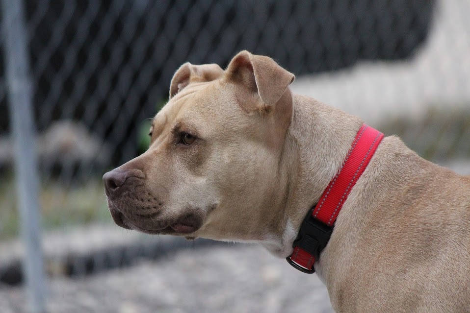 Olive, an adoptable Pit Bull Terrier in Winona, MN, 55987 | Photo Image 6