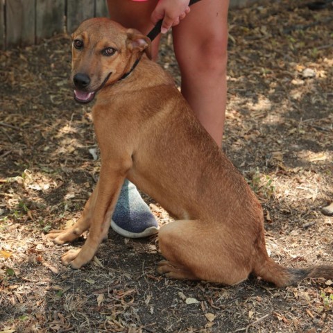 Cookie P43797, an adoptable Black Mouth Cur, Greyhound in Corsicana, TX, 75110 | Photo Image 1