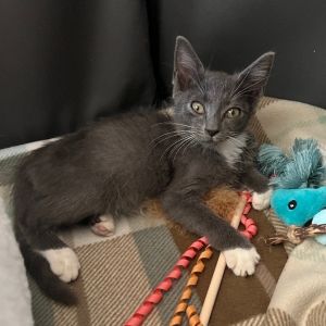 Petfinder kittens sales near me