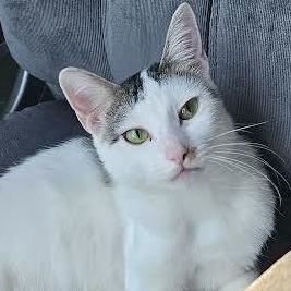 Cat for adoption - Leila Faller, a Domestic Short Hair in Denver, CO ...