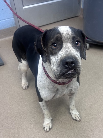 Chevin - IN FOSTER