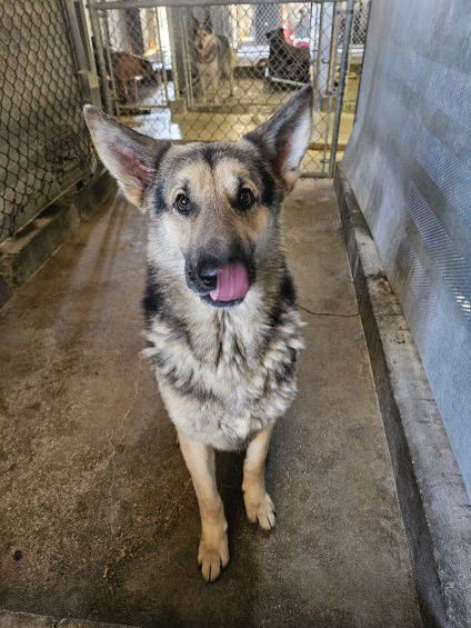 Max, an adoptable German Shepherd Dog in El Centro, CA, 92243 | Photo Image 1