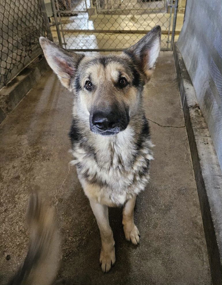 Max, an adoptable German Shepherd Dog in El Centro, CA, 92243 | Photo Image 2