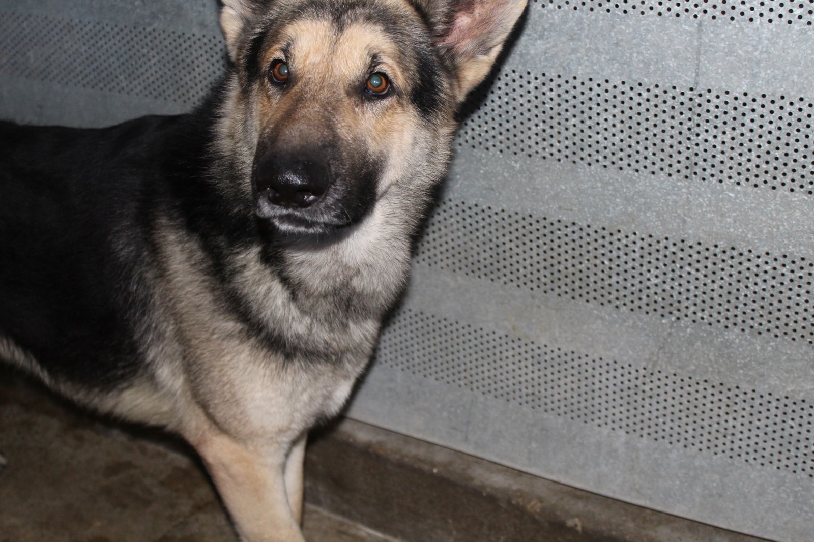 Ace, an adoptable German Shepherd Dog in El Centro, CA, 92243 | Photo Image 1