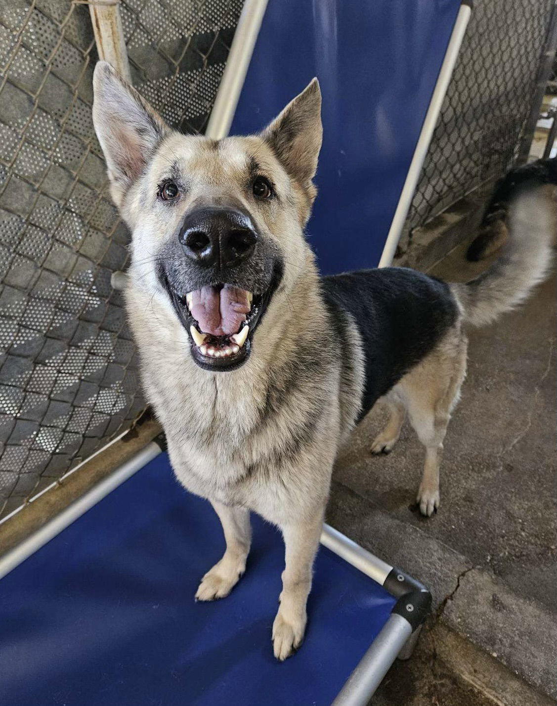 Ace, an adoptable German Shepherd Dog in El Centro, CA, 92243 | Photo Image 2