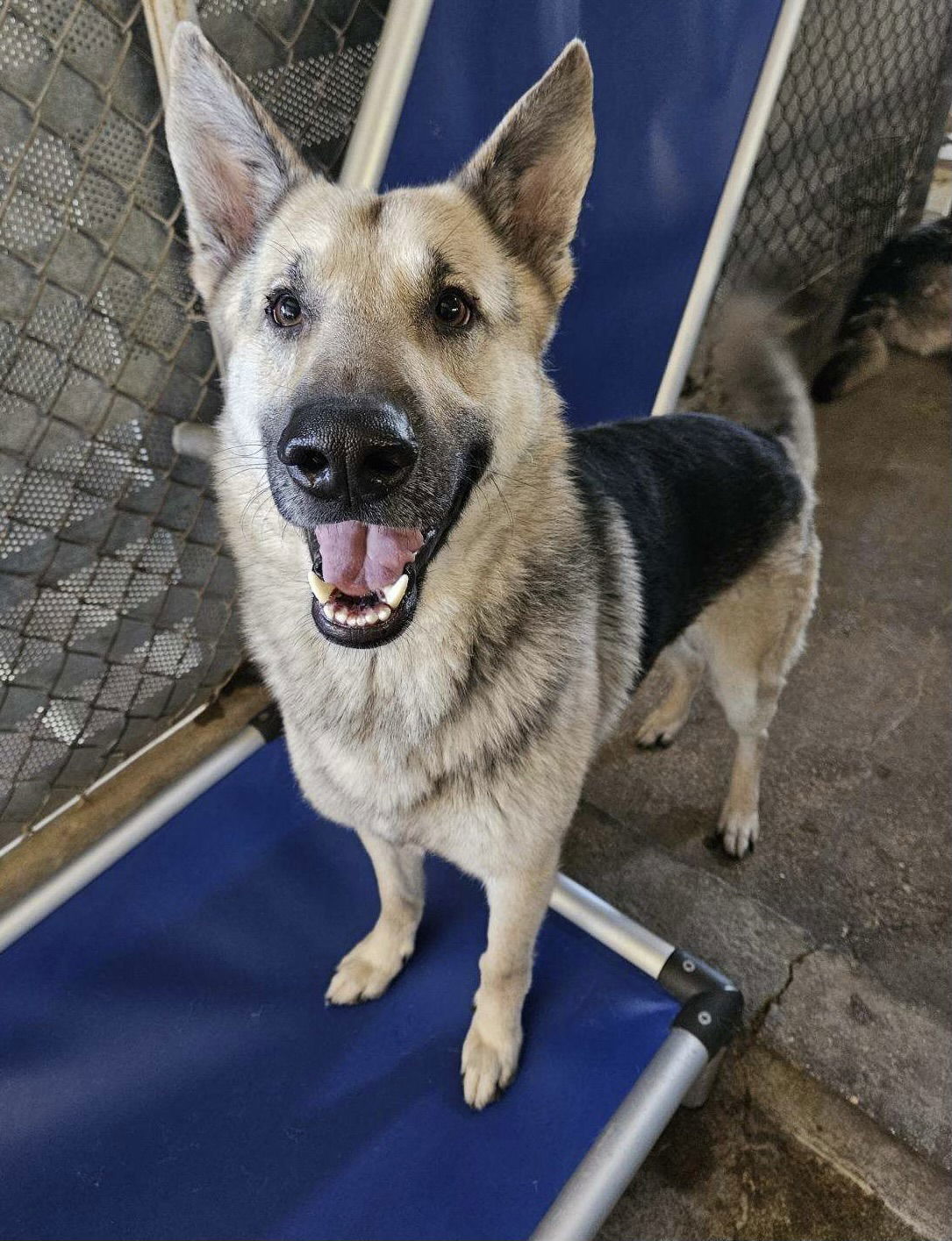 Ace, an adoptable German Shepherd Dog in El Centro, CA, 92243 | Photo Image 3