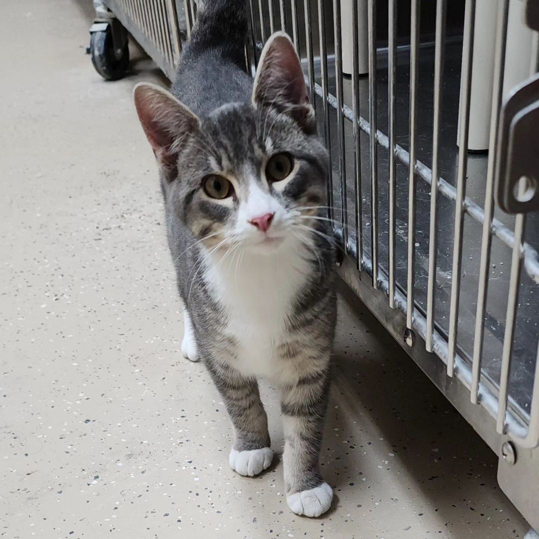 Cat for adoption Strawberry, a Domestic Short Hair in Wahpeton, ND