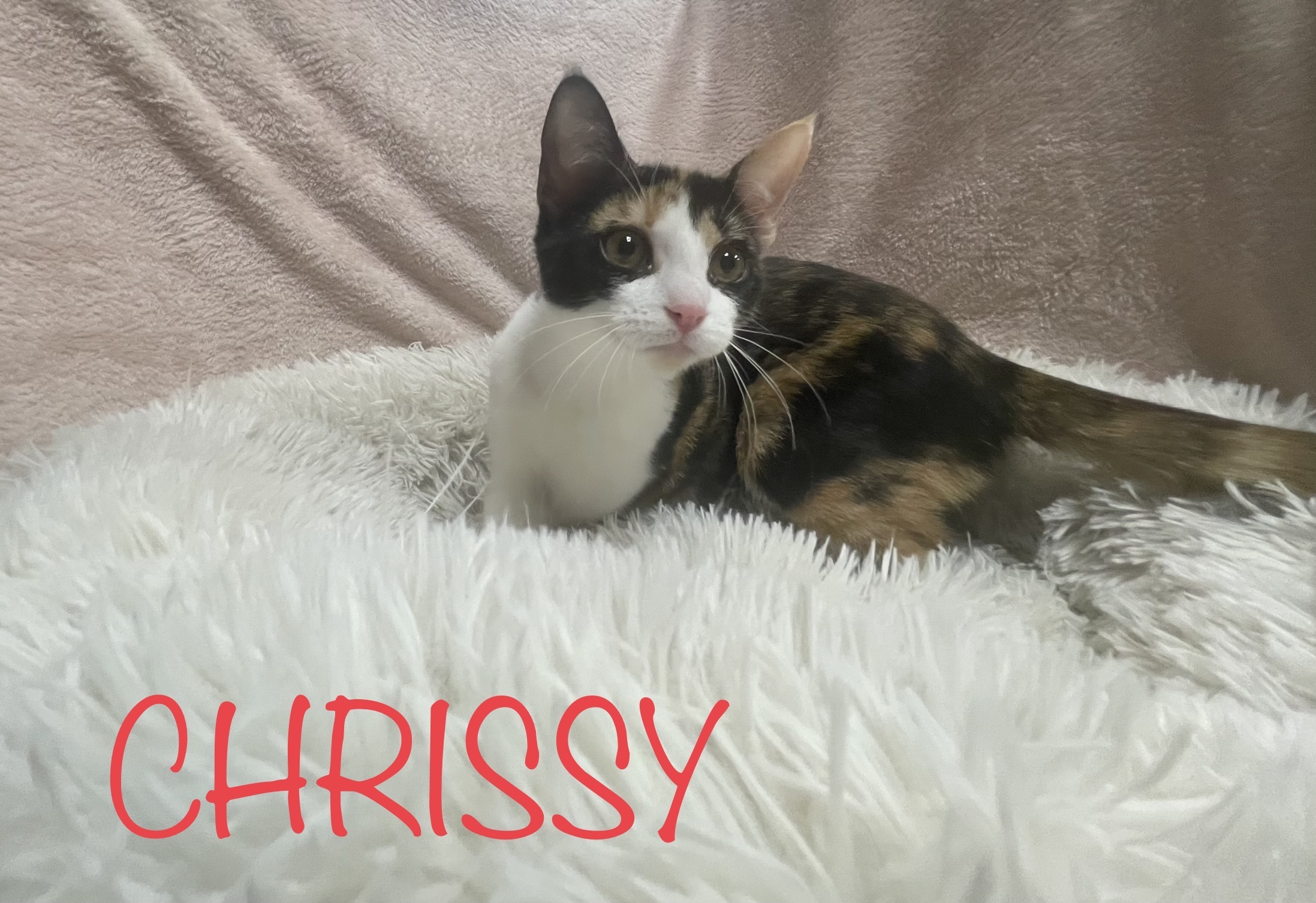 Chrissy, an adoptable Domestic Short Hair in Goodlettsville, TN, 37070 | Photo Image 1