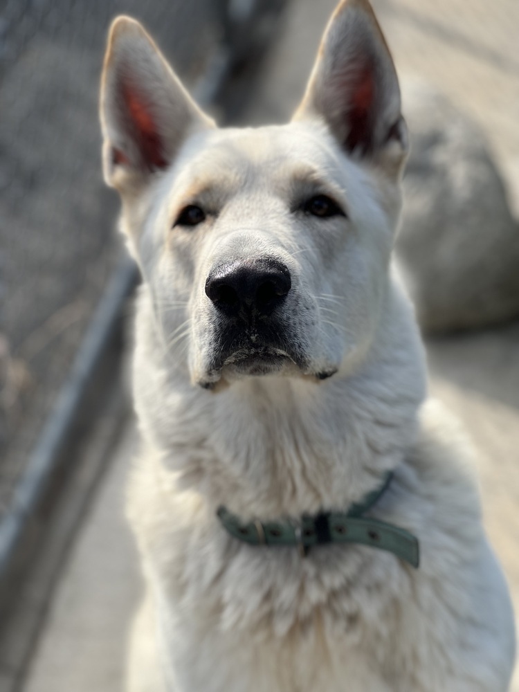 Osito, an adoptable German Shepherd Dog, Jindo in Van Nuys, CA, 91406 | Photo Image 1