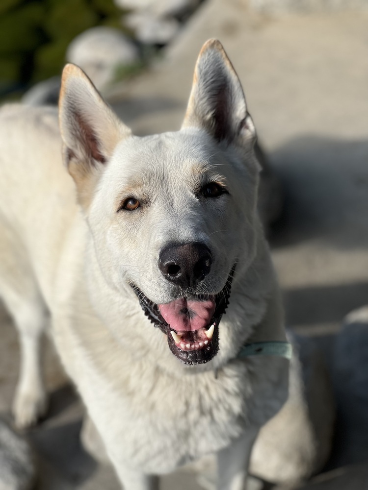 Osito, an adoptable German Shepherd Dog, Jindo in Van Nuys, CA, 91406 | Photo Image 2