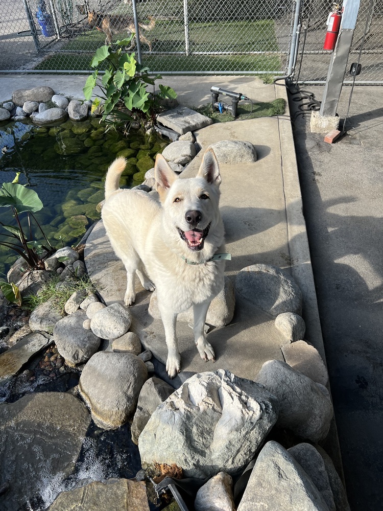 Osito, an adoptable German Shepherd Dog, Jindo in Van Nuys, CA, 91406 | Photo Image 3
