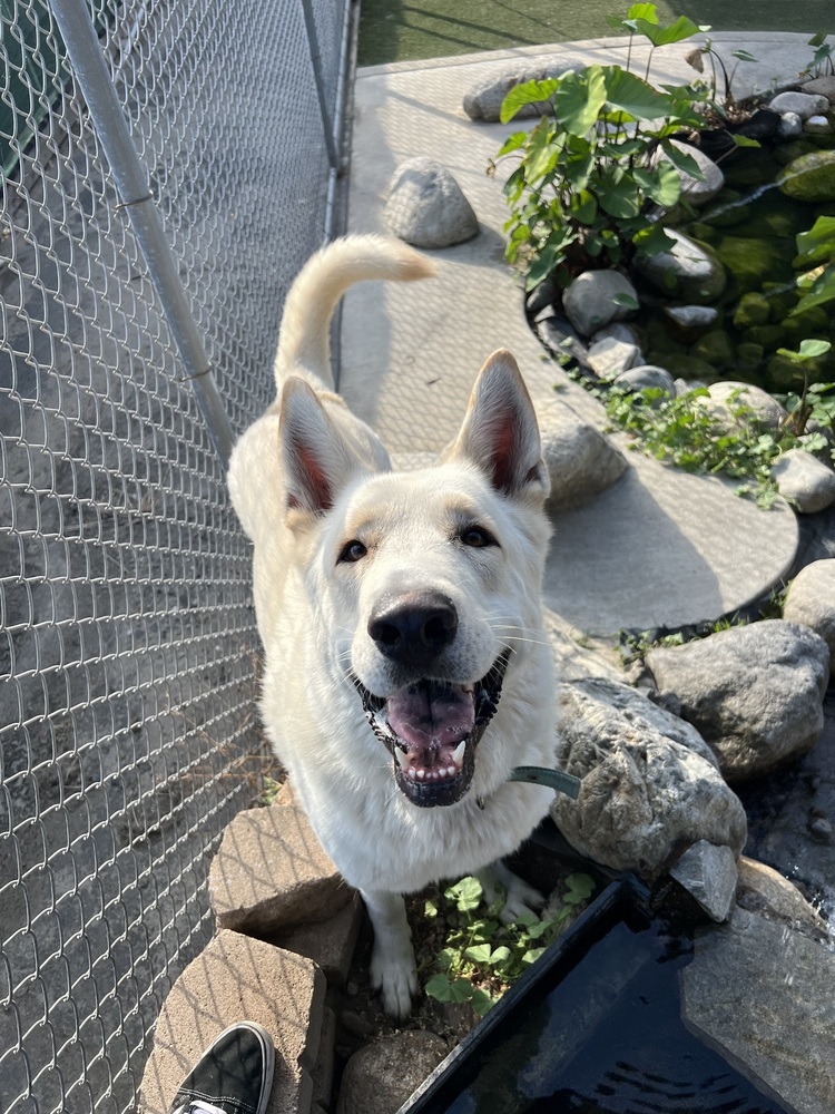 Osito, an adoptable German Shepherd Dog, Jindo in Van Nuys, CA, 91406 | Photo Image 4