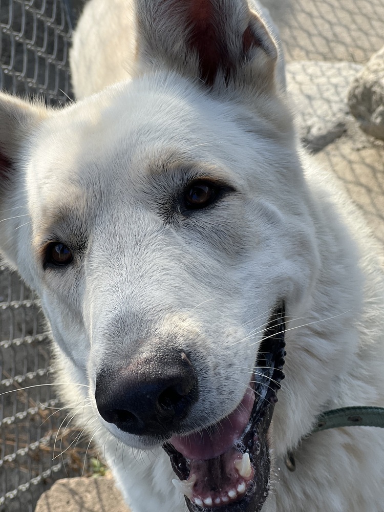 Osito, an adoptable German Shepherd Dog, Jindo in Van Nuys, CA, 91406 | Photo Image 5