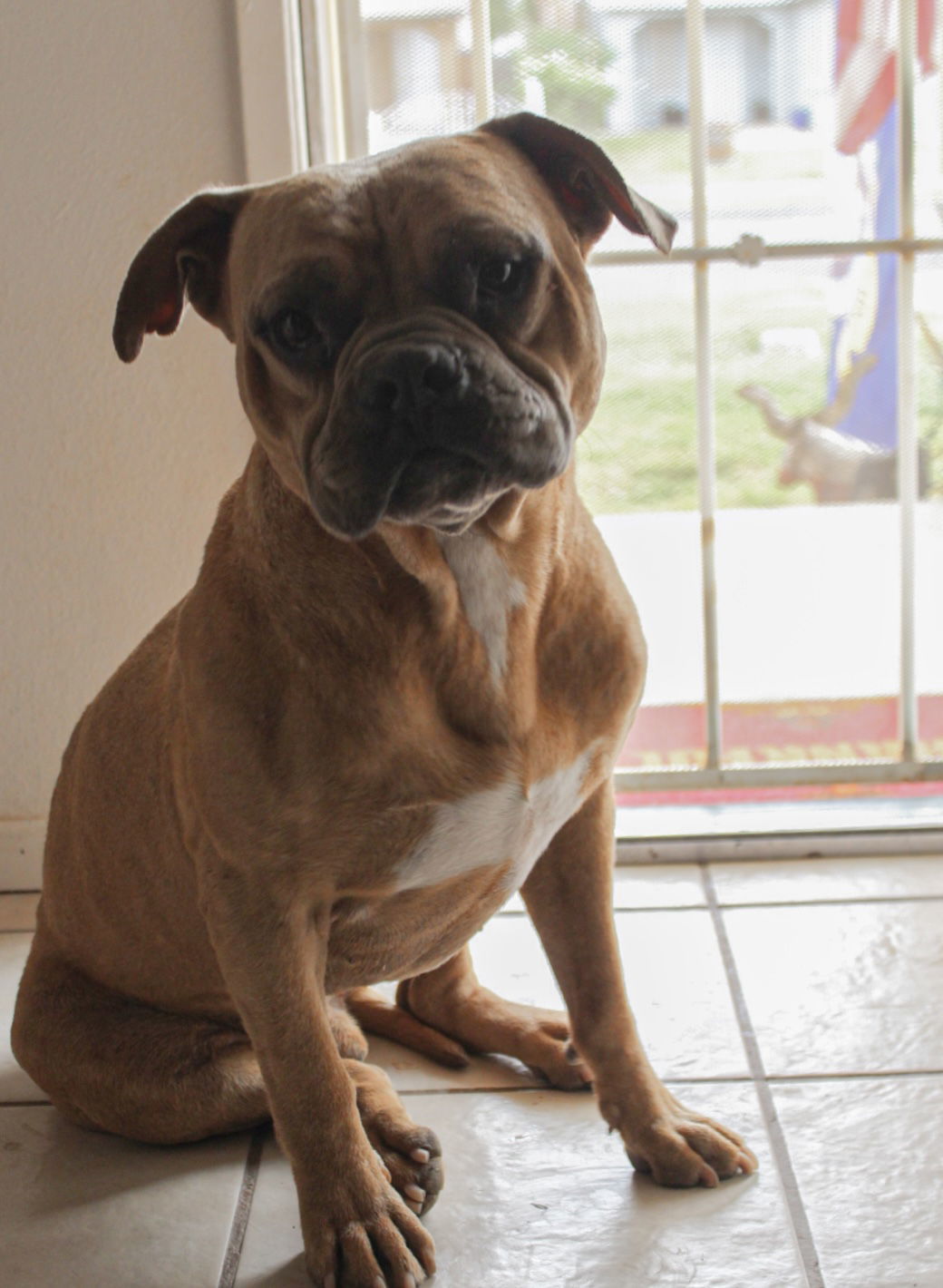 Bodhi, an adoptable American Bulldog, Shar-Pei in El Centro, CA, 92243 | Photo Image 1