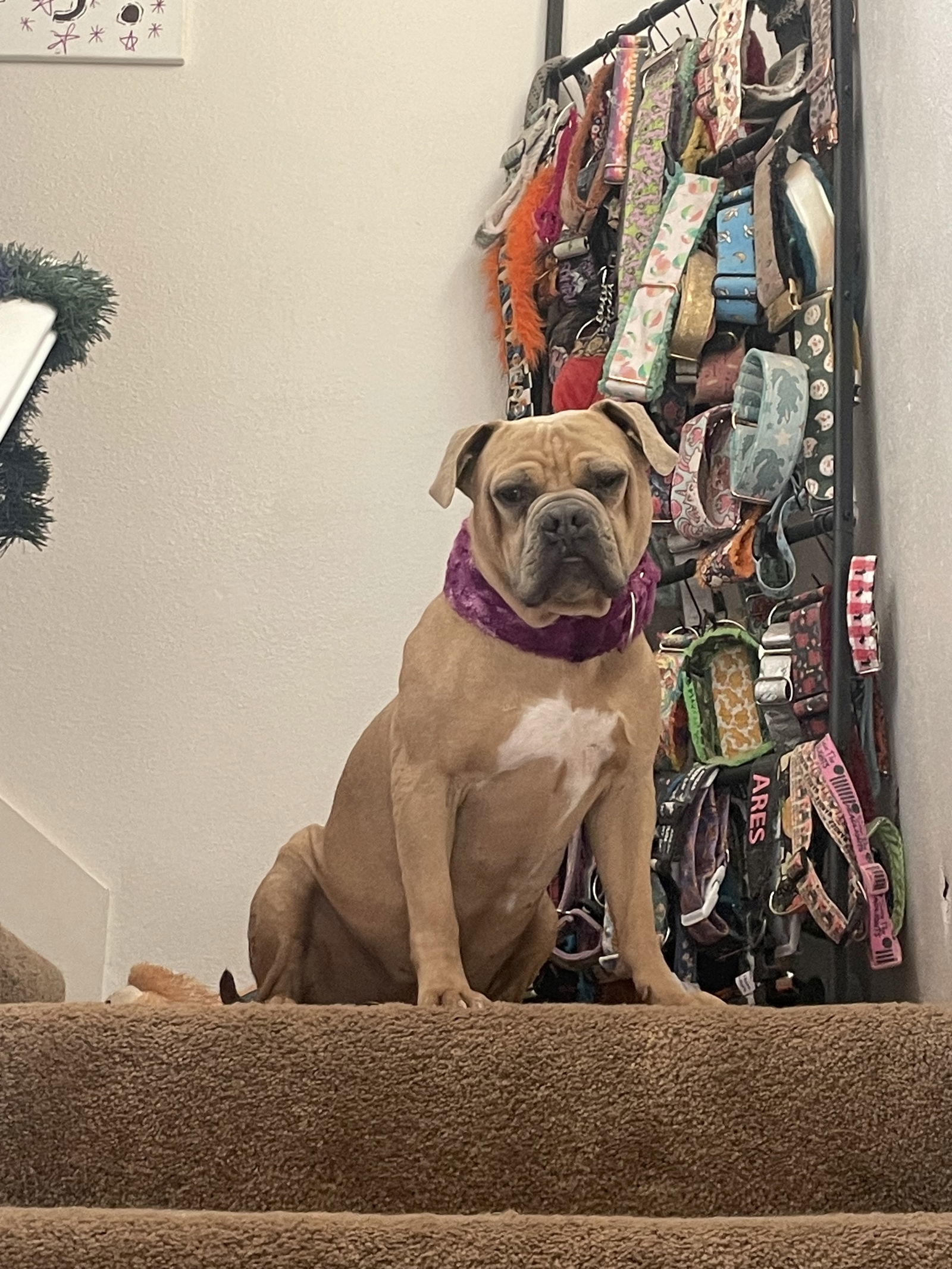 Bodhi, an adoptable American Bulldog, Shar-Pei in El Centro, CA, 92243 | Photo Image 2