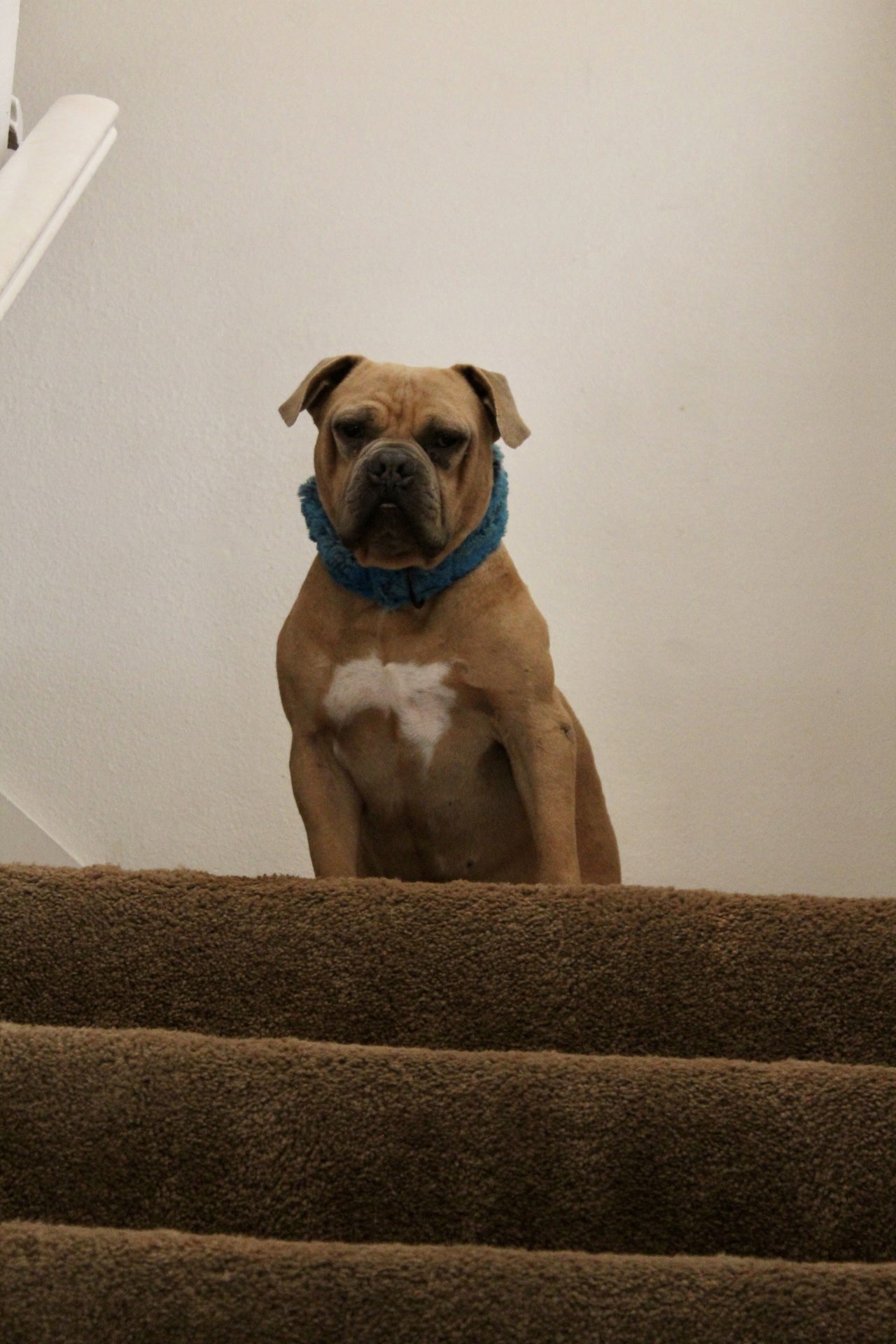 Bodhi, an adoptable American Bulldog, Shar-Pei in El Centro, CA, 92243 | Photo Image 3