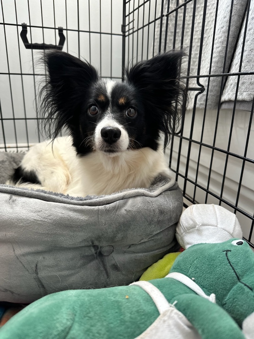 Karma, an adoptable Papillon in Bristol, TN, 37621 | Photo Image 1