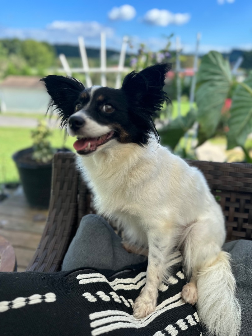 Karma, an adoptable Papillon in Bristol, TN, 37621 | Photo Image 2
