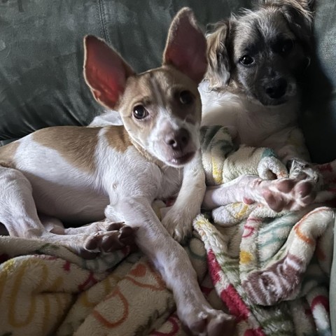 Chihuahua mix rescue store dogs