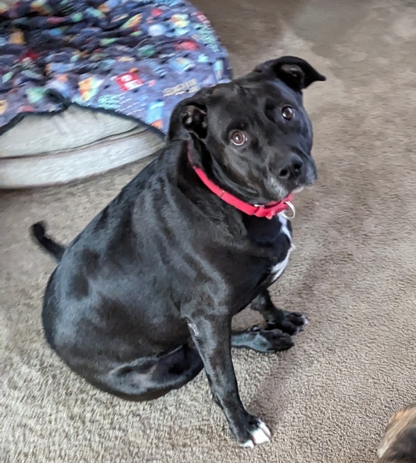 Cripta, an adoptable Labrador Retriever, Pit Bull Terrier in Salt Lake City, UT, 84123 | Photo Image 1