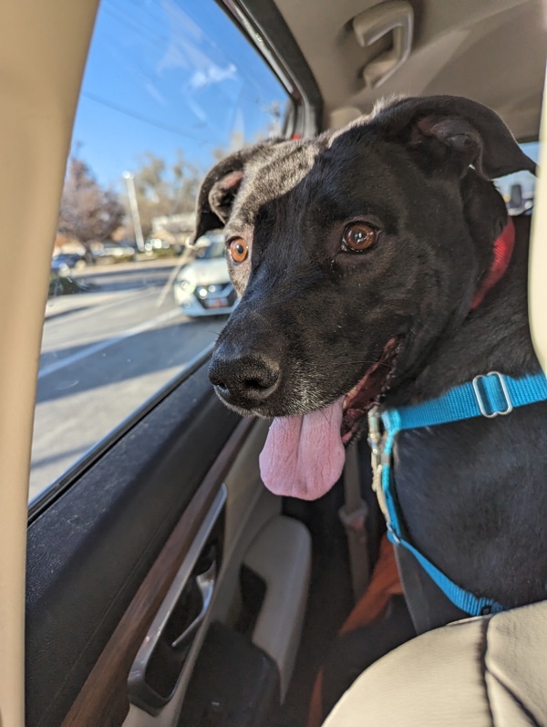 Cripta, an adoptable Labrador Retriever, Pit Bull Terrier in Salt Lake City, UT, 84123 | Photo Image 2