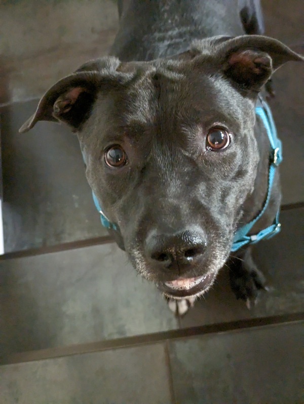 Cripta, an adoptable Labrador Retriever, Pit Bull Terrier in Salt Lake City, UT, 84123 | Photo Image 3