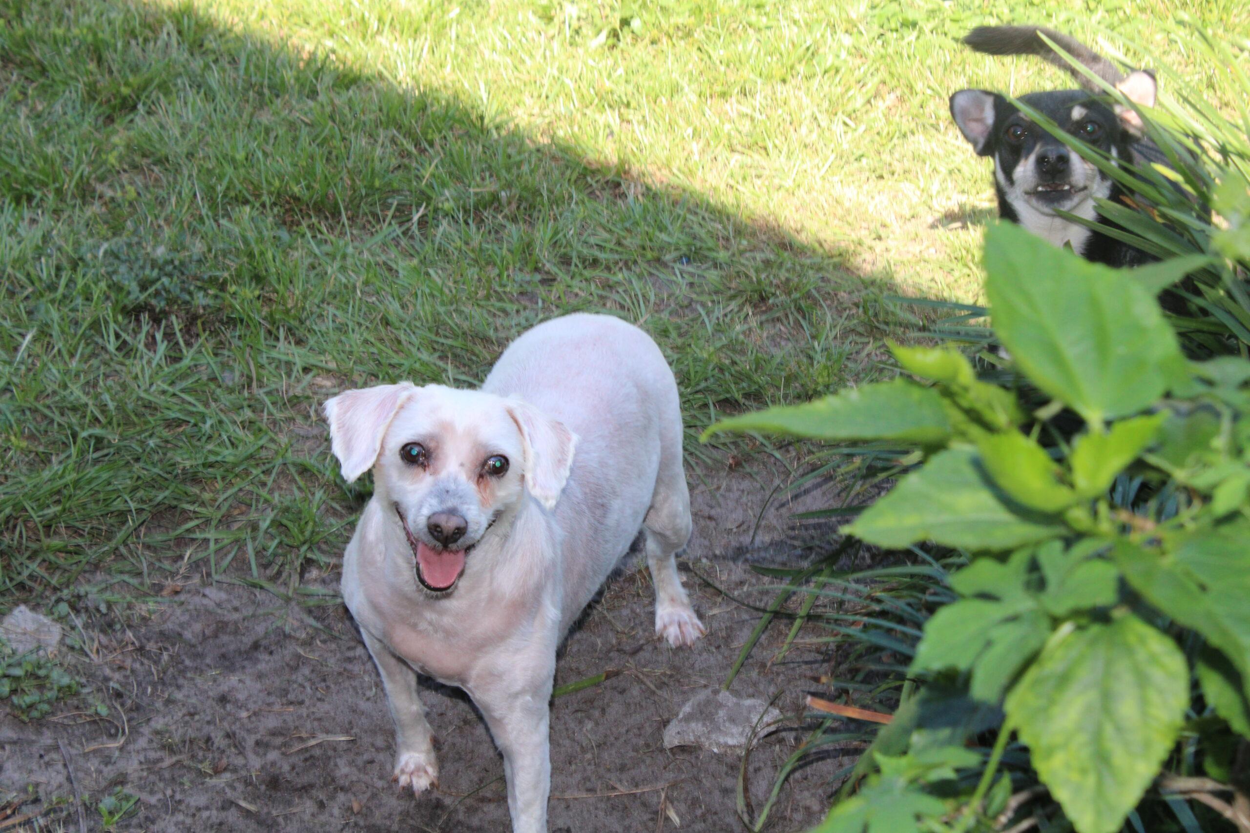 Newton, an adoptable Maltese, Poodle in Wauchula, FL, 33873 | Photo Image 1