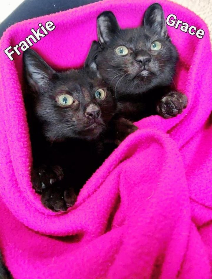 Frankie 3