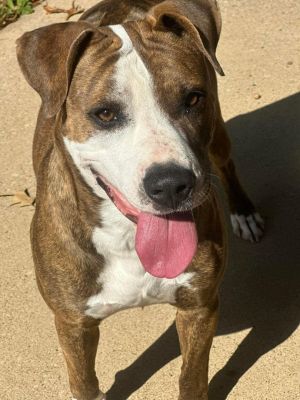 Dog for adoption - Twirl, a Mountain Cur & Shepherd Mix in Louisville, KY