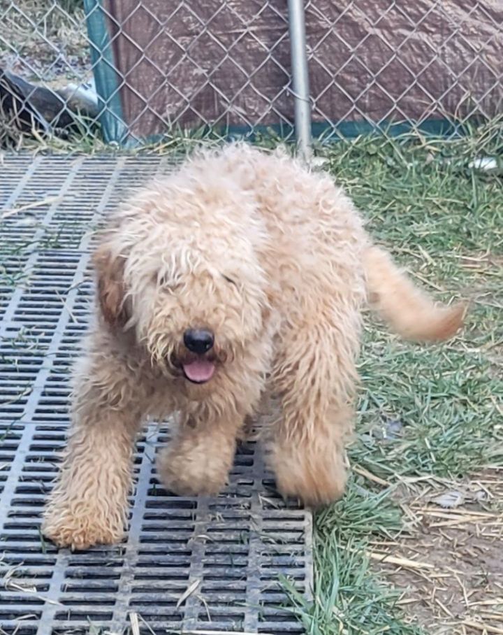 Goldendoodle 2024 animal shelter