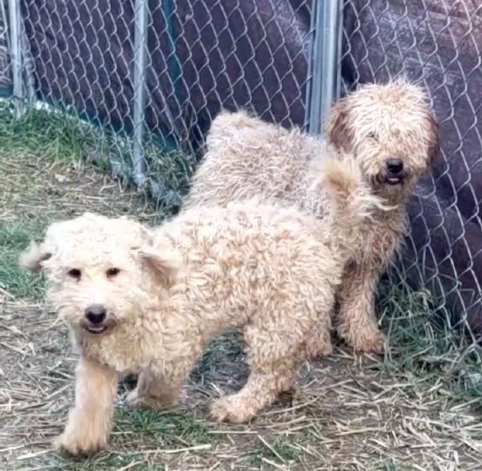 TOM or JERRY Mini goldendoodles 