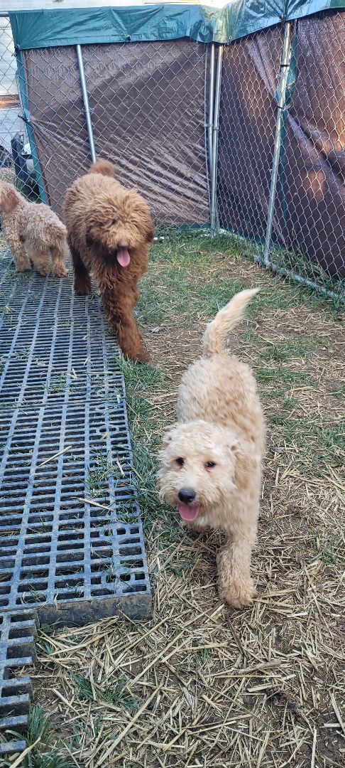 TOM or JERRY Mini goldendoodles 
