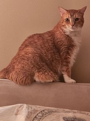 Cat for adoption - Graham Ashcraft, a Domestic Short Hair in