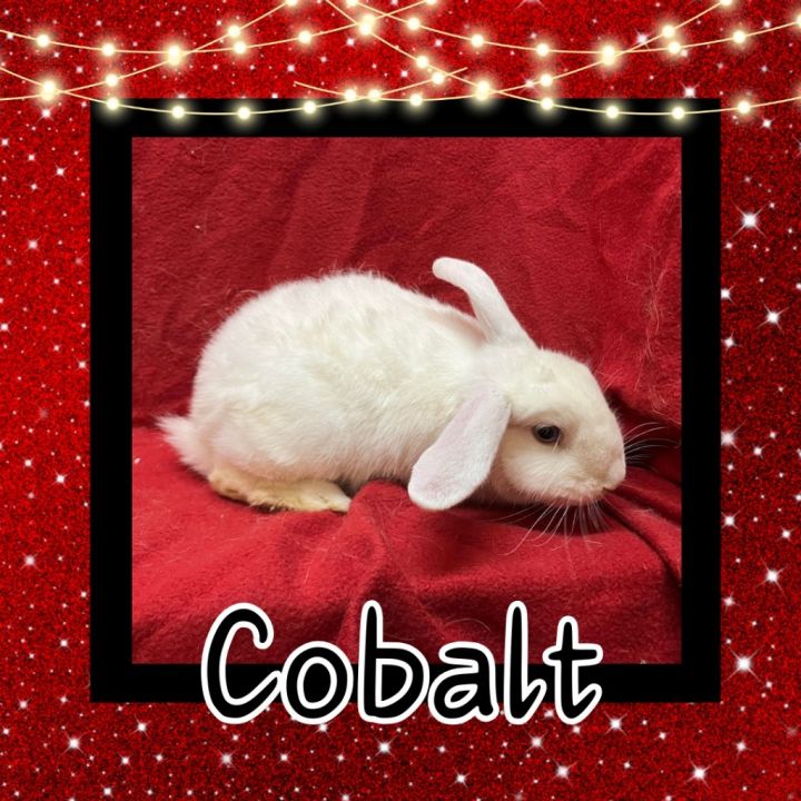 Cobalt 2