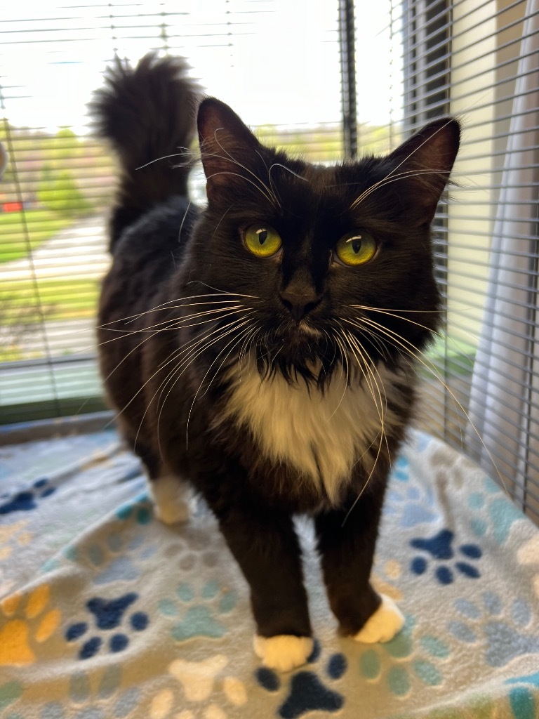 Zsa Zsa, an adoptable Domestic Long Hair in Blountville, TN, 37617 | Photo Image 1