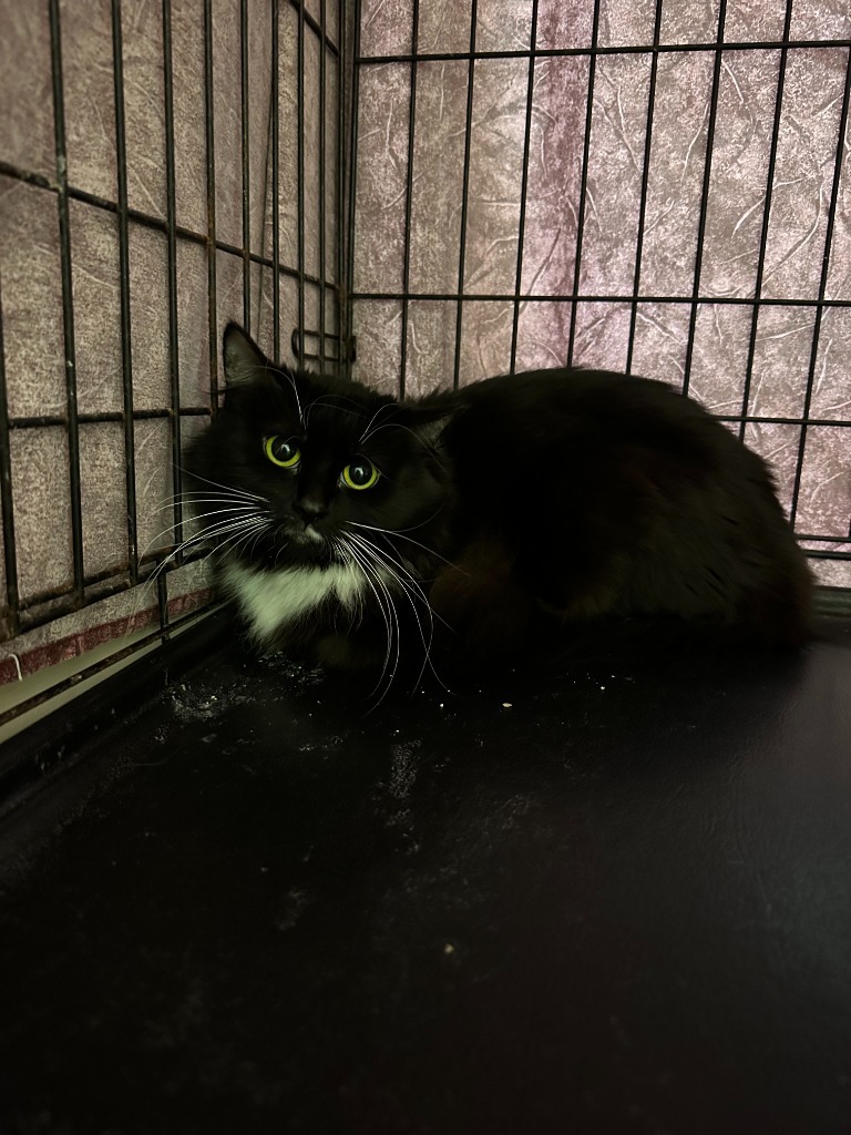 Zsa Zsa, an adoptable Domestic Long Hair in Blountville, TN, 37617 | Photo Image 2