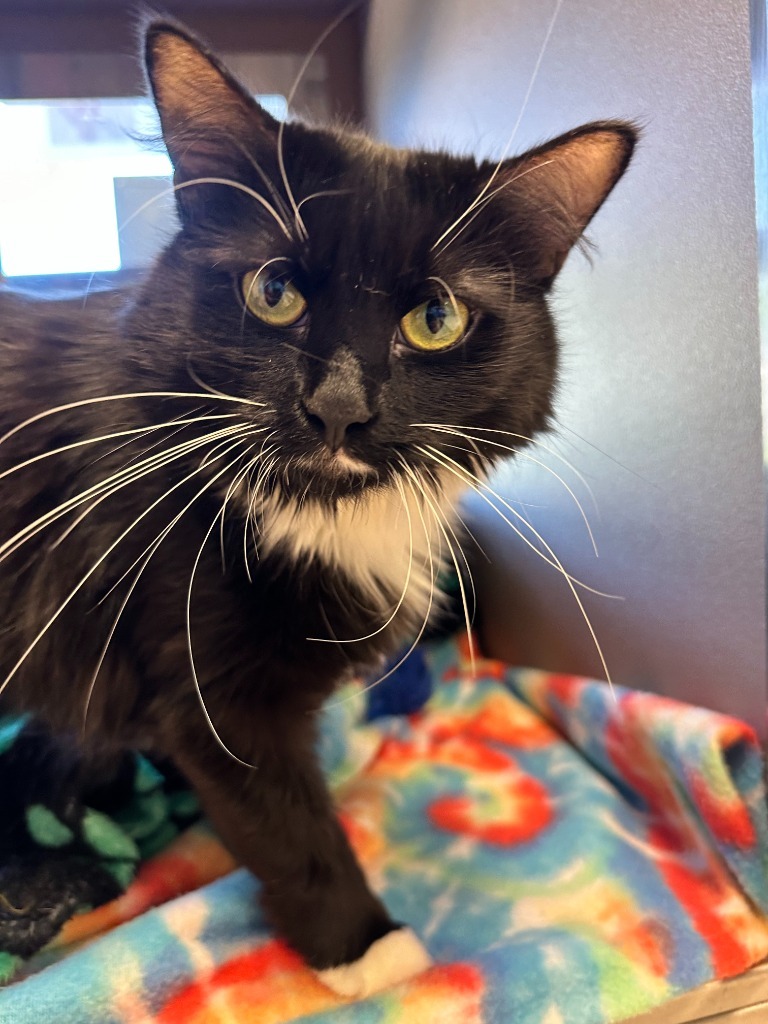 Zsa Zsa, an adoptable Domestic Long Hair in Blountville, TN, 37617 | Photo Image 3