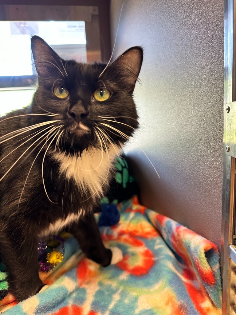 Zsa Zsa, an adoptable Domestic Long Hair in Blountville, TN, 37617 | Photo Image 4